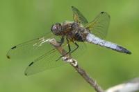 Libellula fulva
