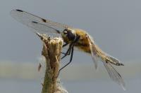 Libellula quadrimaculata