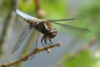 Libellula depressa