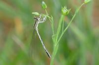 Platycnemis pennipes