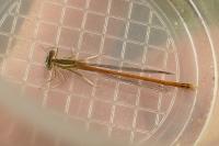 Platycnemis acutipennis