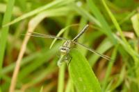 Gomphus pulchellus
