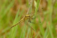Orthetrum cancellatum