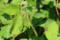 Gomphus pulchellus