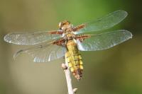 Libellula depressa