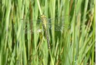 Gomphus pulchellus