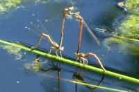 Platycnemis acutipennis