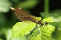 Calopteryx splendens