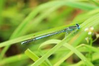 Platycnemis pennipes