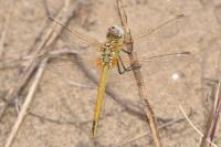 Sympetrum fonscolombii