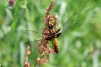 Libellula depressa