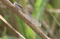 Sympecma fusca