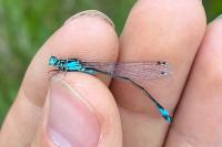 Ischnura elegans