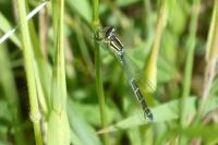 Coenagrion scitulum