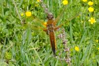 Libellula quadrimaculata