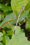 Platycnemis pennipes