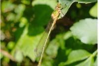 Lestes sponsa