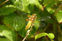 Libellula depressa