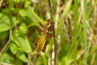 Libellula depressa