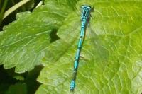 Coenagrion puella