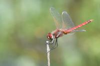 Sympetrum fonscolombii