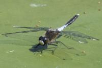 Leucorrhinia caudalis