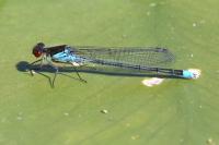 Erythromma najas
