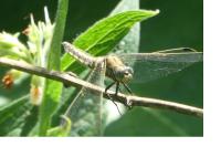 Orthetrum cancellatum