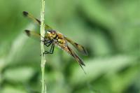 Libellula quadrimaculata