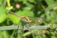 Orthetrum cancellatum