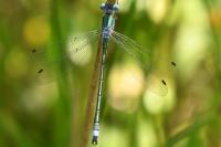 Lestes dryas