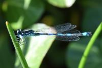 Coenagrion mercuriale