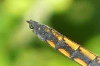Orthetrum cancellatum