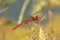 Crocothemis erythraea