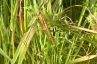 Crocothemis erythraea