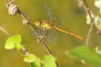 Sympetrum striolatum