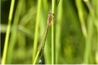 Ischnura elegans