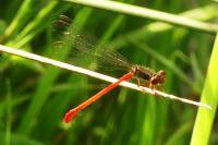 Ceriagrion tenellum