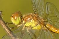 Sympetrum striolatum