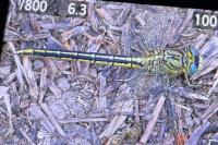 Gomphus pulchellus