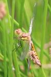 Sympetrum striolatum