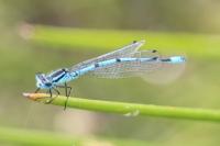 Coenagrion puella