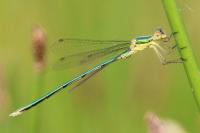 Lestes virens
