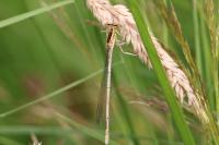 Platycnemis pennipes