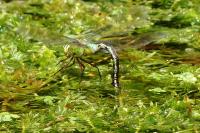 Anax imperator
