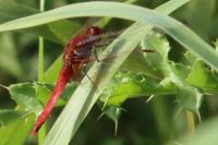 Crocothemis erythraea