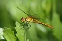 Sympetrum sanguineum