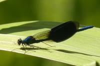 Calopteryx splendens