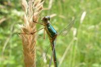Chalcolestes viridis