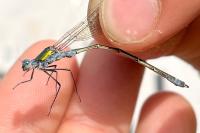 Lestes sponsa